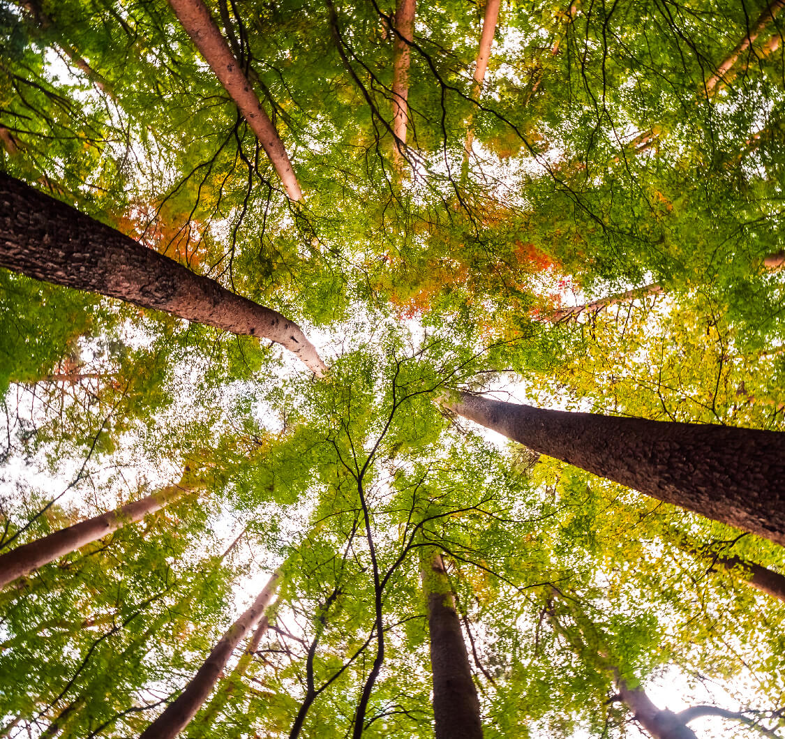 Día mundial del medio ambiente