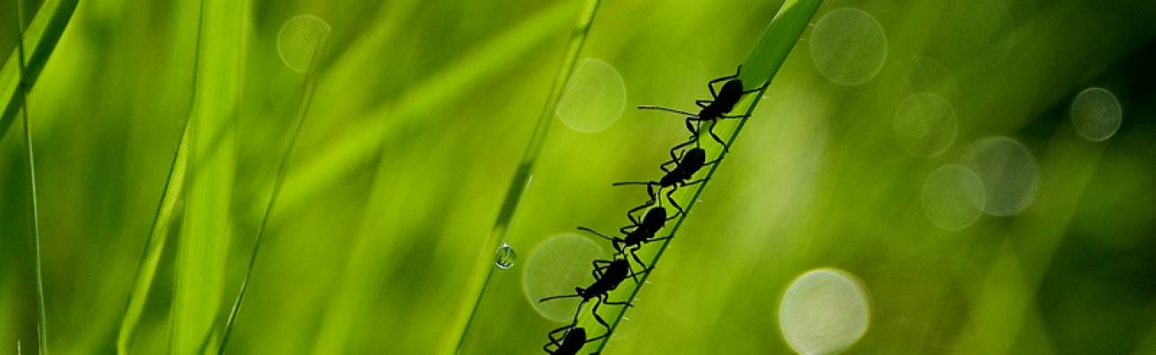 Cuidado del planeta Cuidado del planeta